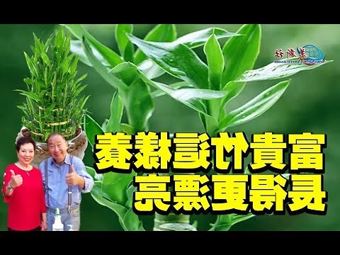 四枝富貴竹