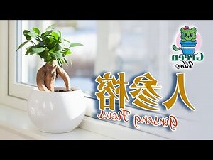 人参榕盆栽