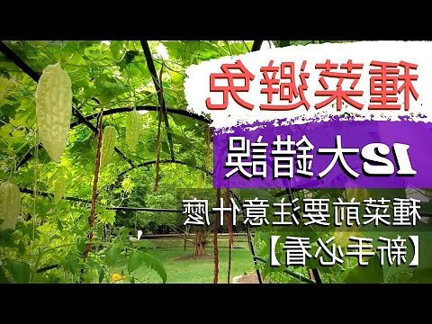 初學者種菜