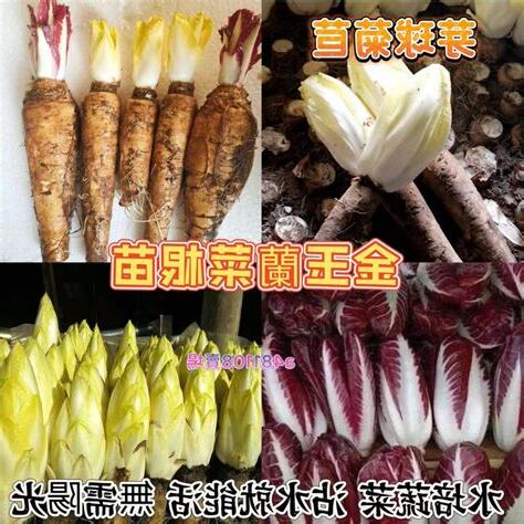 金玉蘭種植