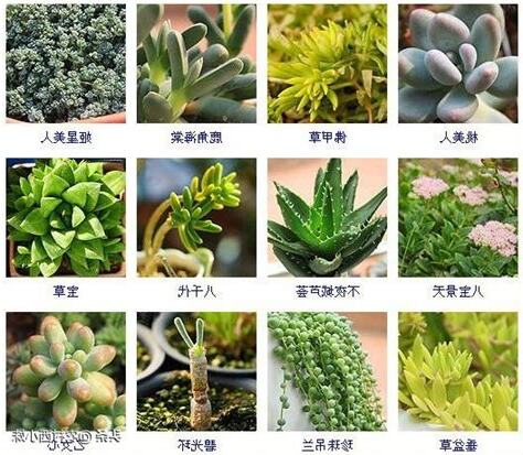品種大全多肉植物名稱