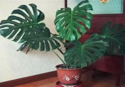 房間養植物