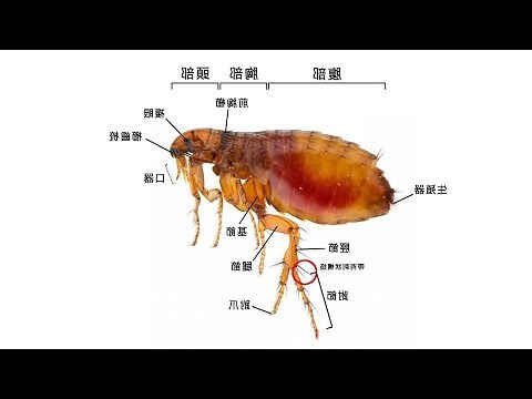 肉眼跳蚤幼蟲