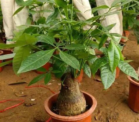 發財樹會開花嗎