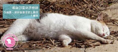 動物死掉怎麼處理