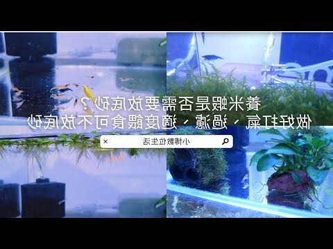 米蝦餵食頻率
