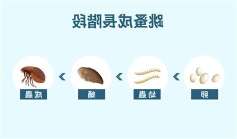 房間內有跳蚤