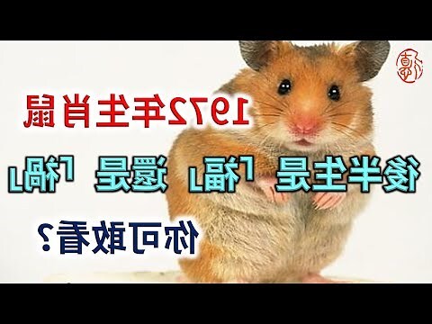 1972年生肖鼠