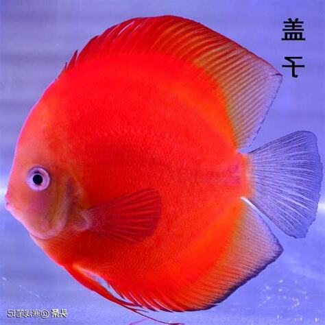 七彩神仙魚好養嗎