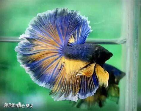 鬥魚破尾長回來