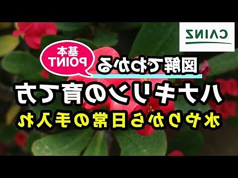 麒麟花優點