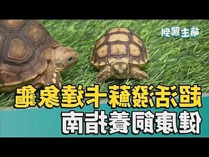 發財龜飼養
