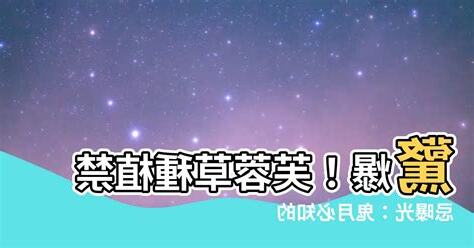 芙蓉草種植禁忌