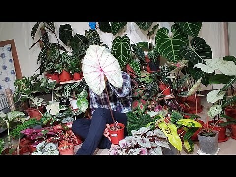 南方魅力彩葉芋