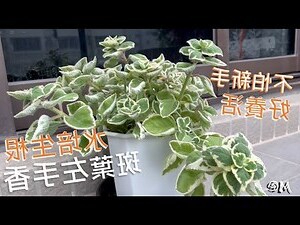 斑葉榔榆