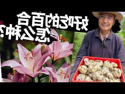 百合花的功效