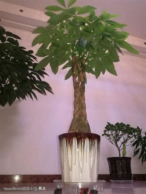 發財樹擺放位置2023