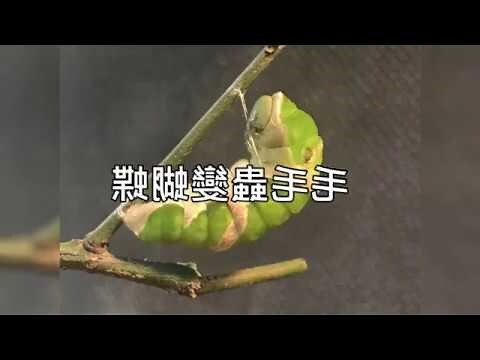 房間出現蝴蝶
