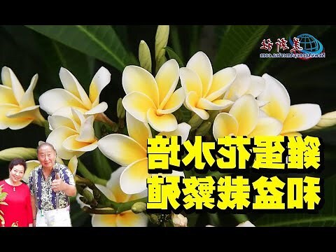 雞蛋花風水
