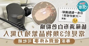 家裡出現白色小蟲