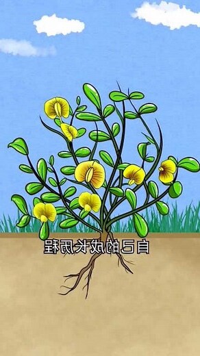 花生的意思