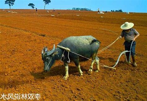 六親無靠命格