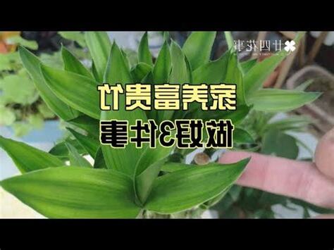 萬年青變黃風水