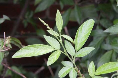 小槐花種植