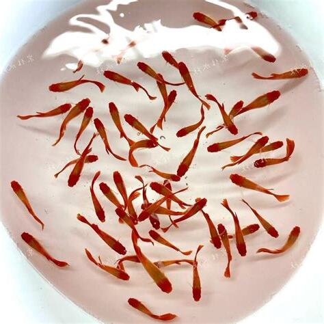孔雀魚招財