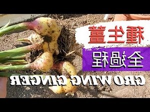 生薑葉子