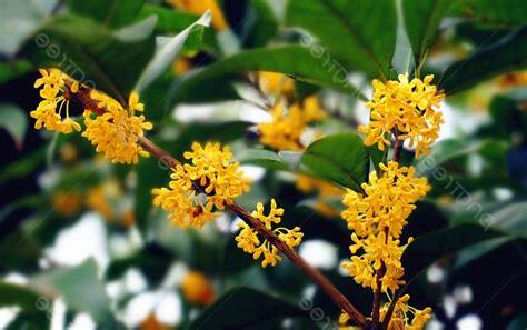 黃金桂花樹