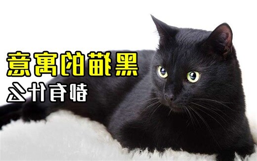 黑猫寓意