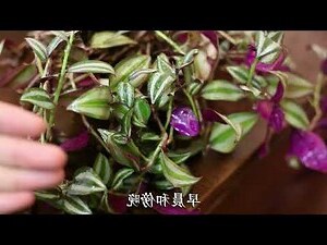吊竹梅有毒