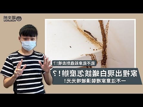 家裡出現白蟻
