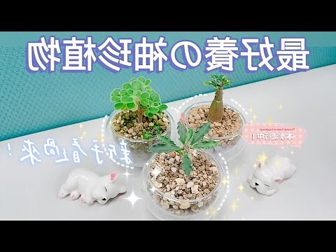 桌上植栽