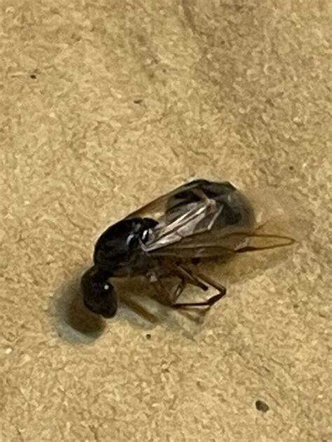 家裡出現蜜蜂代表