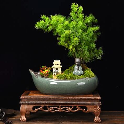 蓬莱松盆栽