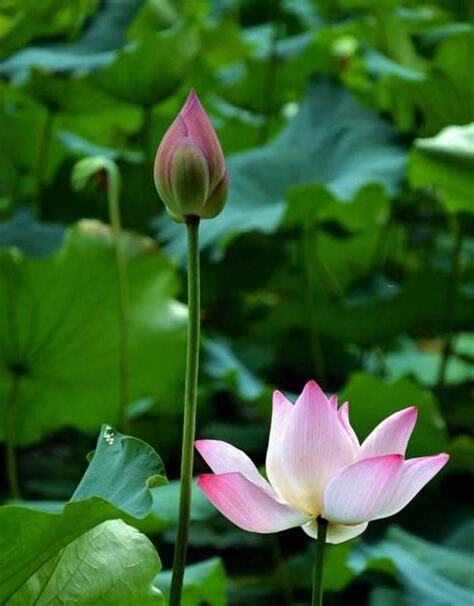 荷花意思