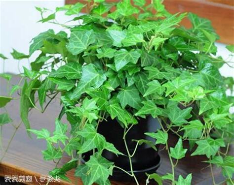 常春藤葉子下垂