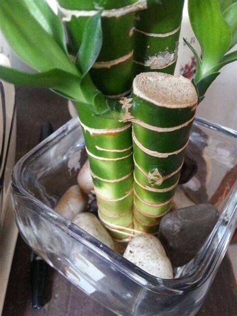 家裏可以放假植物嗎