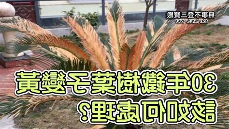 鐵樹變黃