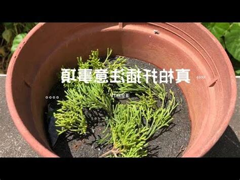 龍鳳柏如何養殖