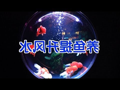 花罗汉鱼风水