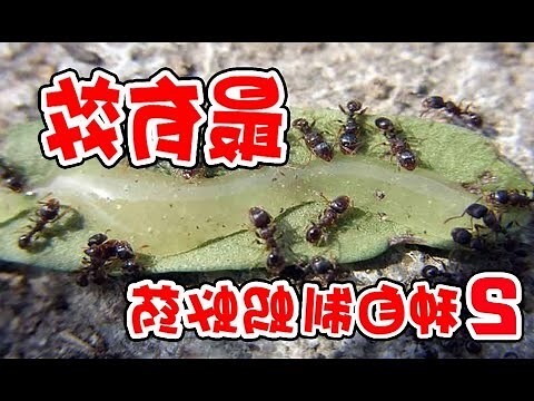 山上螞蟻