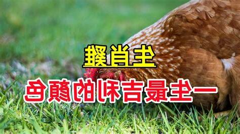 屬雞的適合什麼顏色