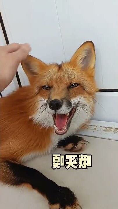 鼻墨