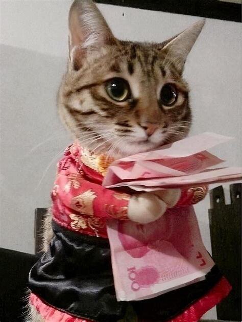 貓咪有靈性嗎