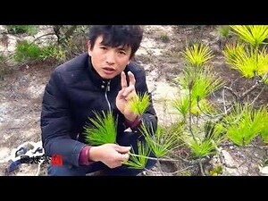 松樹盆栽風水