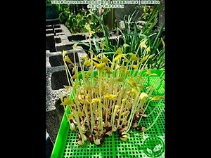 紅豆杉種植