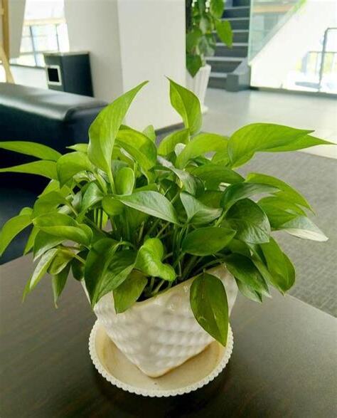 綠蘿風水